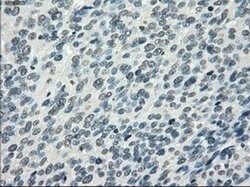 Invitrogen PDE10A Monoclonal Antibody (OTI1C9) 100 &mu;L; Unconjugated:Antibodies,