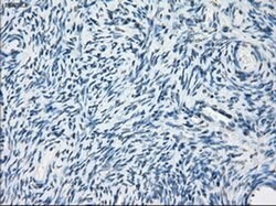 Invitrogen PDE10A Monoclonal Antibody (OTI1C9) 100 &mu;L; Unconjugated:Antibodies,