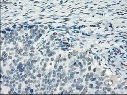 Invitrogen PDE10A Monoclonal Antibody (OTI1C9) 100 &mu;L; Unconjugated:Antibodies,