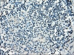 Invitrogen PDE10A Monoclonal Antibody (OTI1C9) 100 &mu;L; Unconjugated:Antibodies,