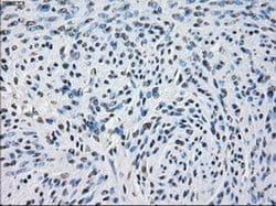 Invitrogen PDE10A Monoclonal Antibody (OTI1C9) 100 &mu;L; Unconjugated:Antibodies,