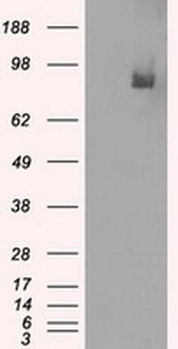 Invitrogen PDE10A Monoclonal Antibody (OTI1C9) 100 &mu;L; Unconjugated:Antibodies,