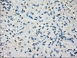 Invitrogen Cytochrome P450 Reductase Monoclonal Antibody (OTI3F10) 100