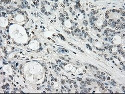 Invitrogen Cytochrome P450 Reductase Monoclonal Antibody (OTI3F10) 100