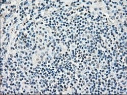 Invitrogen Cytochrome P450 Reductase Monoclonal Antibody (OTI3F10) 100