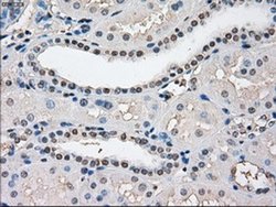 Invitrogen Cytochrome P450 Reductase Monoclonal Antibody (OTI3F10) 100