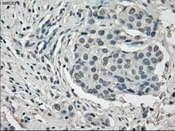 Invitrogen Cytochrome P450 Reductase Monoclonal Antibody (OTI3F10) 100