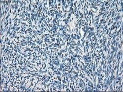 Invitrogen Cytochrome P450 Reductase Monoclonal Antibody (OTI3F10) 100