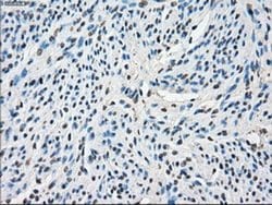 Invitrogen Cytochrome P450 Reductase Monoclonal Antibody (OTI3F10) 100