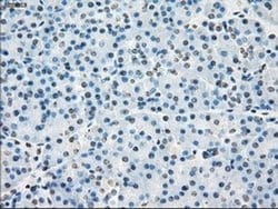 Invitrogen Cytochrome P450 Reductase Monoclonal Antibody (OTI3F10) 100