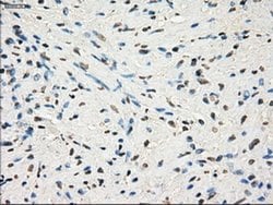 Invitrogen GBP2 Monoclonal Antibody (OTI5C8) 100 &mu;L | Buy Online | Invitrogen&trade; | Fisher Scientific