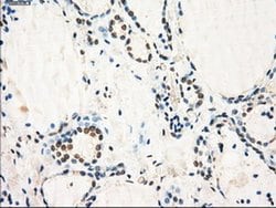 Invitrogen GBP2 Monoclonal Antibody (OTI5C8) 100 &mu;L | Buy Online | Invitrogen&trade; | Fisher Scientific