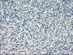 Invitrogen GBP2 Monoclonal Antibody (OTI5C8) 100 &mu;L | Buy Online | Invitrogen&trade; | Fisher Scientific