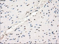 Invitrogen GBP2 Monoclonal Antibody (OTI5C8) 100 &mu;L | Buy Online | Invitrogen&trade; | Fisher Scientific