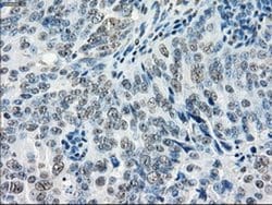 Invitrogen GBP2 Monoclonal Antibody (OTI5C8) 100 &mu;L | Buy Online | Invitrogen&trade; | Fisher Scientific