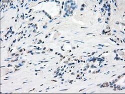 Invitrogen GBP2 Monoclonal Antibody (OTI5C8) 100 &mu;L | Buy Online | Invitrogen&trade; | Fisher Scientific