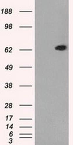 Invitrogen GBP2 Monoclonal Antibody (OTI5C8) 100 &mu;L | Buy Online | Invitrogen&trade; | Fisher Scientific