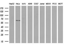 Invitrogen GBP2 Monoclonal Antibody (OTI5C8) 100 &mu;L | Buy Online | Invitrogen&trade; | Fisher Scientific