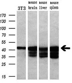 Invitrogen PRKAR1A Monoclonal Antibody (OTI6C7) 100 &mu;L | Buy Online | Invitrogen&trade; | Fisher Scientific
