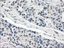 Invitrogen XRCC4 Monoclonal Antibody (OTI4H9) 100 &mu;L; Unconjugated:Antibodies,