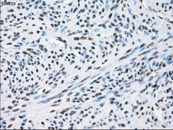 Invitrogen XRCC4 Monoclonal Antibody (OTI4H9) 100 &mu;L; Unconjugated:Antibodies,