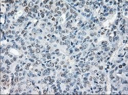 Invitrogen XRCC4 Monoclonal Antibody (OTI4H9) 100 &mu;L; Unconjugated:Antibodies,