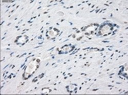 Invitrogen XRCC4 Monoclonal Antibody (OTI4H9) 100 &mu;L; Unconjugated:Antibodies,