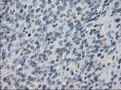 Invitrogen XRCC4 Monoclonal Antibody (OTI4H9) 100 &mu;L; Unconjugated:Antibodies,