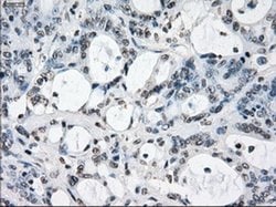 Invitrogen XRCC4 Monoclonal Antibody (OTI4H9) 100 &mu;L; Unconjugated:Antibodies,