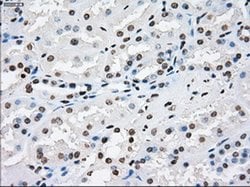 Invitrogen XRCC4 Monoclonal Antibody (OTI4H9) 100 &mu;L; Unconjugated:Antibodies,