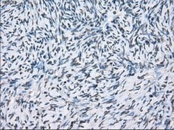 Invitrogen XRCC4 Monoclonal Antibody (OTI4H9) 100 &mu;L; Unconjugated:Antibodies,