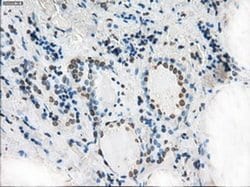 Invitrogen XRCC4 Monoclonal Antibody (OTI4H9) 100 &mu;L; Unconjugated:Antibodies,