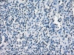Invitrogen XRCC4 Monoclonal Antibody (OTI4H9) 100 &mu;L; Unconjugated:Antibodies,