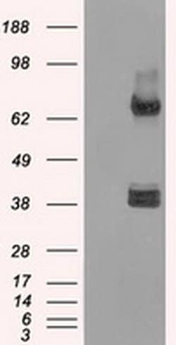 Invitrogen XRCC4 Monoclonal Antibody (OTI4H9) 100 &mu;L; Unconjugated:Antibodies,