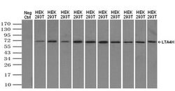 Invitrogen LTA4H Monoclonal Antibody (OTI8F4) 100 &mu;L; Unconjugated:Antibodies,