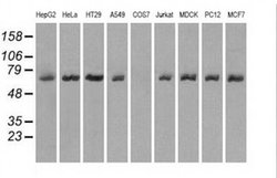 Invitrogen LTA4H Monoclonal Antibody (OTI8F4) 100 &mu;L; Unconjugated:Antibodies,