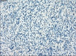 Invitrogen LTA4H Monoclonal Antibody (OTI1E9) 100 &mu;L; Unconjugated:Antibodies,