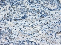 Invitrogen LTA4H Monoclonal Antibody (OTI1E9) 100 &mu;L; Unconjugated:Antibodies,