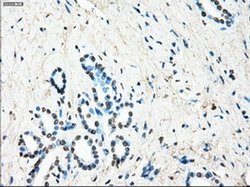 Invitrogen LTA4H Monoclonal Antibody (OTI1E9) 100 &mu;L; Unconjugated:Antibodies,