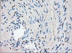 Invitrogen LTA4H Monoclonal Antibody (OTI1E9) 100 &mu;L; Unconjugated:Antibodies,