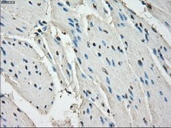 Invitrogen LTA4H Monoclonal Antibody (OTI1E9) 100 &mu;L; Unconjugated:Antibodies,