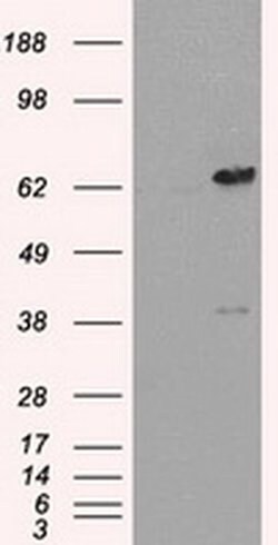 Invitrogen LTA4H Monoclonal Antibody (OTI1E9) 100 &mu;L; Unconjugated:Antibodies,
