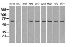 Invitrogen LTA4H Monoclonal Antibody (OTI1E9) 100 &mu;L; Unconjugated:Antibodies,