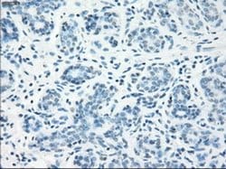 Invitrogen LTA4H Monoclonal Antibody (OTI2A9) 100 &mu;L | Buy Online | Invitrogen&trade; | Fisher Scientific
