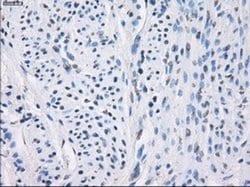 Invitrogen LTA4H Monoclonal Antibody (OTI2A9) 100 &mu;L | Buy Online | Invitrogen&trade; | Fisher Scientific