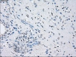 Invitrogen LTA4H Monoclonal Antibody (OTI2A9) 100 &mu;L | Buy Online | Invitrogen&trade; | Fisher Scientific