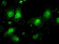 Invitrogen ILF2 Monoclonal Antibody (OTI6F1) 100 &mu;L; Unconjugated:Antibodies,