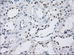 Invitrogen ILF2 Monoclonal Antibody (OTI6F1) 100 &mu;L; Unconjugated:Antibodies,