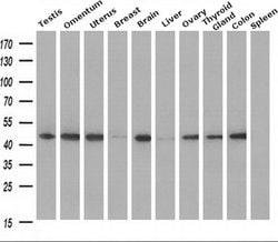 Invitrogen ILF2 Monoclonal Antibody (OTI6F1) 100 &mu;L; Unconjugated:Antibodies,