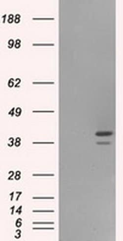 Invitrogen ILF2 Monoclonal Antibody (OTI6F1) 100 &mu;L; Unconjugated:Antibodies,